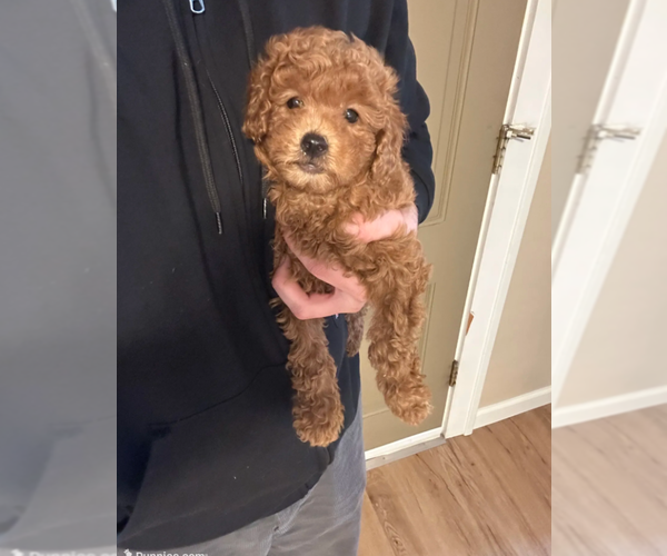 Medium Photo #1 Goldendoodle (Miniature) Puppy For Sale in MILWAUKEE, WI, USA