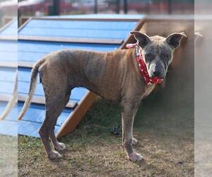 American Staffordshire Terrier Dogs for adoption in San Antonio, TX, USA