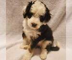 Small Photo #1 Miniature Bernedoodle Puppy For Sale in O FALLON, MO, USA