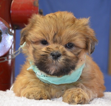 Medium Photo #1 Lhasa Apso Puppy For Sale in TUCSON, AZ, USA