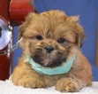 Small Photo #1 Lhasa Apso Puppy For Sale in TUCSON, AZ, USA