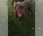 Small #6 Labrador Retriever