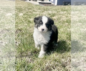 Australian Shepherd Puppy for sale in LODA, IL, USA