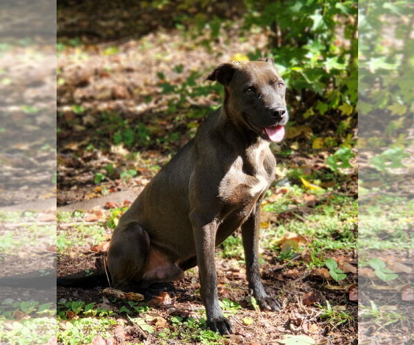 Medium Photo #4 Labrador Retriever-Unknown Mix Puppy For Sale in Greenville, SC, USA
