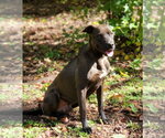 Small #3 Labrador Retriever Mix