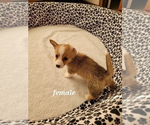 Pembroke Welsh Corgi Puppy for sale in CARR, CO, USA