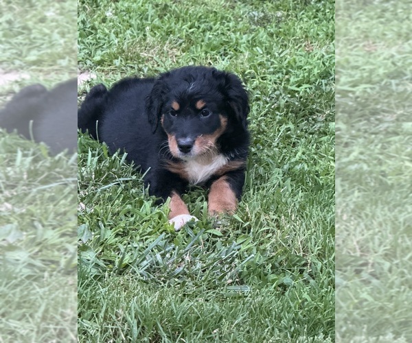 Medium Photo #22 Aussiedoodle-Bernedoodle Mix Puppy For Sale in LOGAN, OH, USA