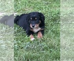 Small #2 Aussiedoodle-Bernedoodle Mix