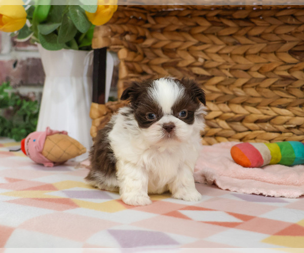 Medium Photo #5 Shih Tzu Puppy For Sale in SYRACUSE, IN, USA