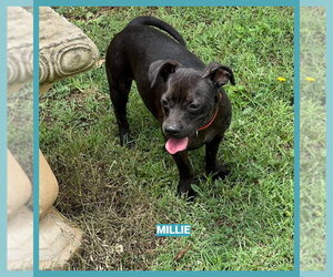 Dachshund-Unknown Mix Dogs for adoption in Granbury, TX, USA