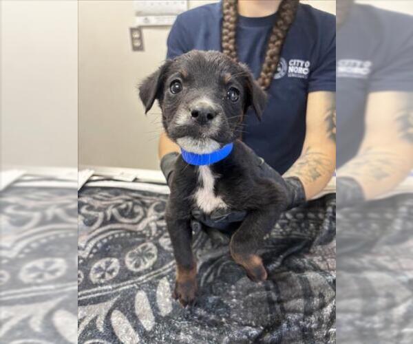Medium Photo #1 German Shepherd Dog-Unknown Mix Puppy For Sale in Norco, CA, USA