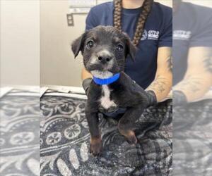 German Shepherd Dog-Unknown Mix Dogs for adoption in Norco, CA, USA
