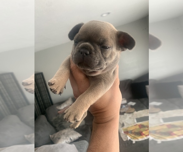 Medium Photo #8 French Bulldog Puppy For Sale in STKN, CA, USA