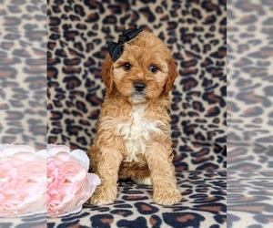 Cocker Spaniel-Poodle (Miniature) Mix Puppy for sale in CHRISTIANA, PA, USA