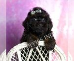 Small #6 Poodle (Toy)
