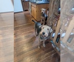 Small #6 Airedale Terrier