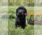 Small #3 Labrador Retriever