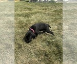 Puppy Taylor Pudel Pointer