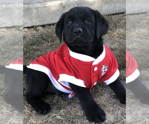 Labrador Retriever Puppy for sale in SILEX, MO, USA
