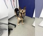 Small #1 German Shepherd Dog