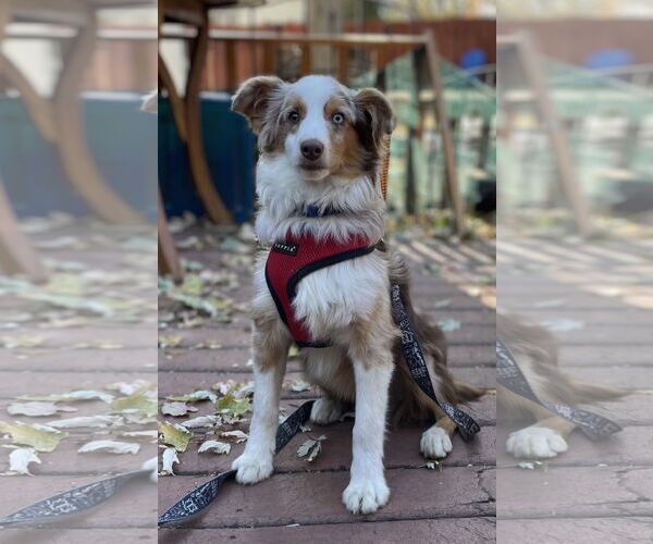 Medium Photo #13 Australian Shepherd Puppy For Sale in St. Louis Park, MN, USA