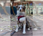 Small #12 Australian Shepherd