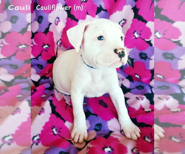 Medium Photo #1 Boxer Puppy For Sale in Dumont, NJ, USA