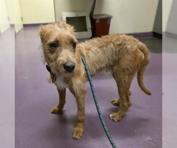 Medium Photo #1 Irish Terrier-Unknown Mix Puppy For Sale in Long Beach, CA, USA