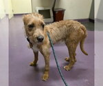 Small Irish Terrier Mix