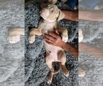 Small #13 American Bully