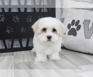 Maltese Dog for Adoption in MARIETTA, Georgia USA
