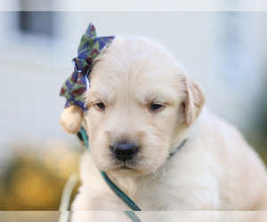 Golden Retriever Puppy for sale in LIBERTY, KY, USA