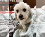 Small #3 Shih Apso