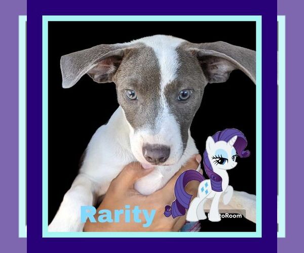 Medium Photo #7 American Pit Bull Terrier-Unknown Mix Puppy For Sale in Fresno, CA, USA