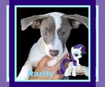 Small #6 American Pit Bull Terrier Mix