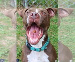 Small #1 American Pit Bull Terrier Mix