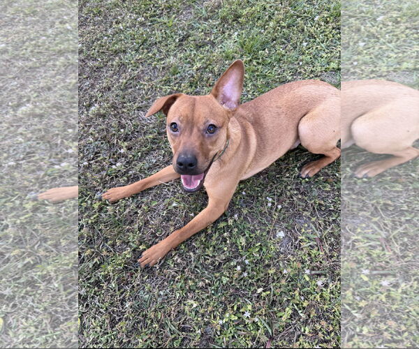 Medium Photo #3 Chihuahua-Unknown Mix Puppy For Sale in Royal Palm Beach, FL, USA