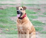 Small #1 German Shepherd Dog Mix