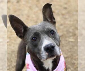 Staffordshire Bull Terrier Dogs for adoption in San Antonio, TX, USA