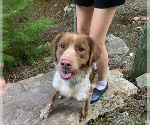 VA/Jayce - Male Australian Shepherd-Brittany Mix Dog for Adoption - Photo #2