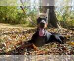 Small Photo #11 Doberman Pinscher Puppy For Sale in FORT LAUDERDALE, FL, USA