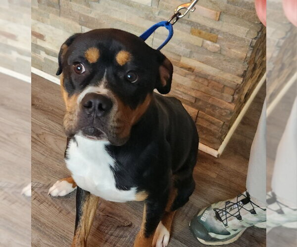 Medium Photo #1 Boxweiler Puppy For Sale in Fairfax, VA, USA