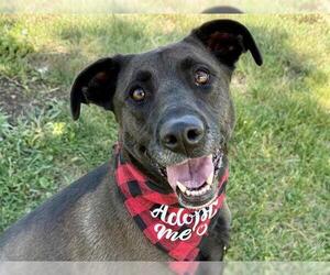 Labrador Retriever-Unknown Mix Dogs for adoption in Pueblo, CO, USA