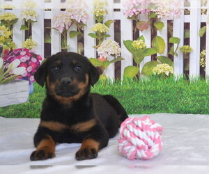 Rottweiler-Unknown Mix Dogs for adoption in Oroville, CA, USA
