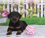 Small Rottweiler Mix
