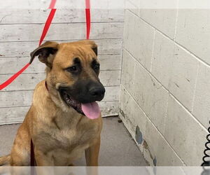 German Shepherd Dog-Unknown Mix Dogs for adoption in San Bernardino, CA, USA