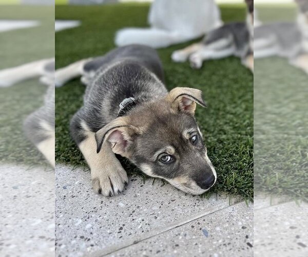 Medium Photo #11 Huskies -Unknown Mix Puppy For Sale in Dana Point, CA, USA
