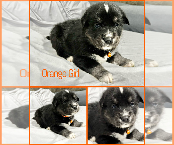 Medium Photo #1 Goberian Puppy For Sale in MAINEVILLE, OH, USA