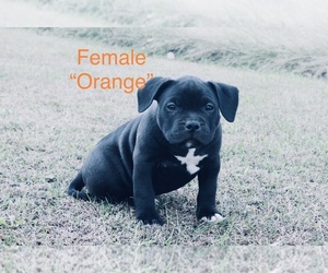 Father of the American Bulldog puppies born on 09/04/2021