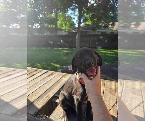 Medium Photo #1 Great Dane Puppy For Sale in Bullard, TX, USA